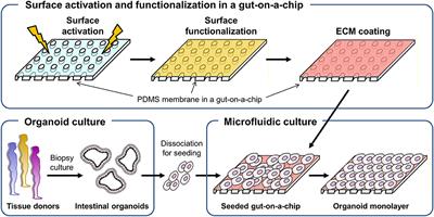 Robust Formation of an Epithelial Layer of Human Intestinal Organoids in a Polydimethylsiloxane-Based Gut-on-a-Chip Microdevice